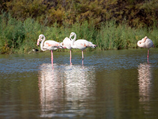 Group of Flamingo in the water