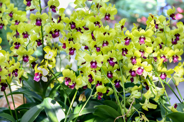 Colorful yellow red endrobium orchids flowers blooming with sunshine  in garden natural outdoor...
