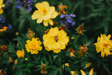 Bee on yellow flower. Bumble bees on amazing yellow flowers in the garden in summer. Bees pollinates.