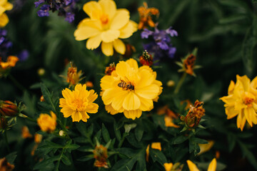 Bee on yellow flower. Bumble bees on amazing yellow flowers in the garden in summer. Bees pollinates.