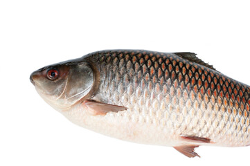 Obraz premium Probarbus jullieni isolated on white background.diseases found in freshwater fish