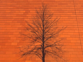 Silhouette of a bare tree on sunny a red tiled wall