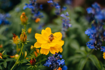 Bee on yellow flower. Bumble bees on amazing yellow flowers in the garden in summer. Bees pollinates.
