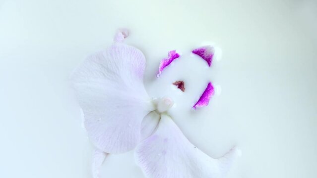 A beautiful white orchid flower with pink middle floats into milk. Phalaenopsis, Moth Orchid