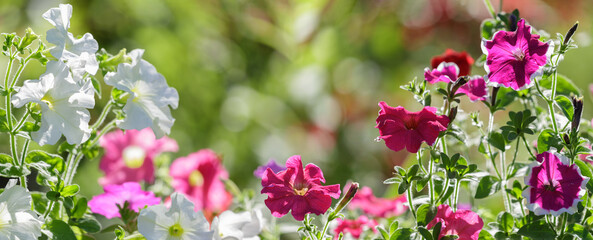 petunia flowers in a garden