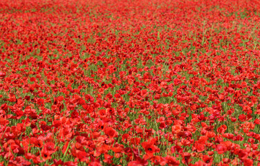 Field of red poppy flowers. Poppies meadow