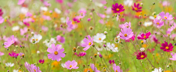 Field of colorful cosmos flowers