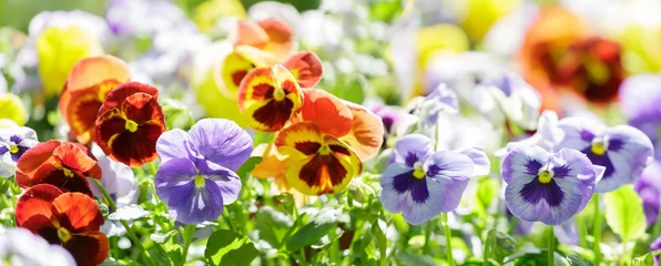 Foto op Plexiglas pansy flowers in a garden © Nitr