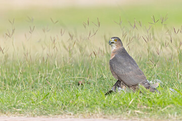 A Cooper's hawk (Accipiter cooperii) holding down a bird to the ground in the grass.