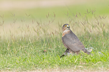 A Cooper's hawk (Accipiter cooperii) holding down a bird to the ground in the grass.