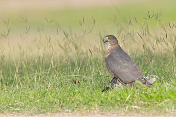 A Cooper's hawk (Accipiter cooperii) holding down a bird to the ground in the grass.