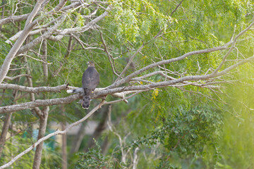 A Cooper's hawk (Accipiter cooperii) feasting on a dove in a tree.