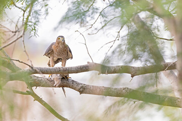 A Cooper's hawk (Accipiter cooperii) feasting on a dove in a tree.