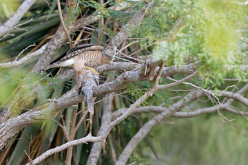 A Cooper's hawk (Accipiter cooperii) feasting on a dove in a tree.