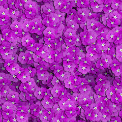 Beautiful purple flower texture. Use it as a design background.