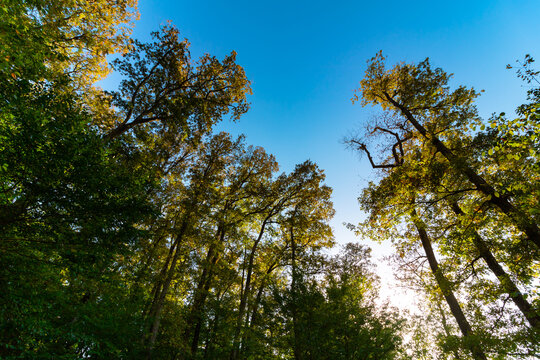 Trees and sun in wide angle view with clear blue sky