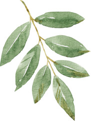 Green leaf PNG illustration