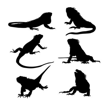 Set of silhouettes of iguanas vector design