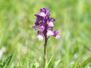 Fototapeta premium Purple flower of the green-winged orchid on a meadow in spring, Anacamptis morio