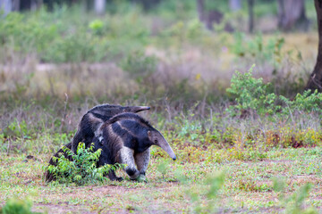 Giant Anteater, Myrmecophaga tridactyla, walking with a baby on her back on an open grassland in the North Pantanal in Brazil. 