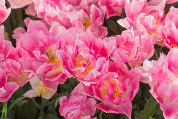 Peony tulips in pink shades on a blurred background
