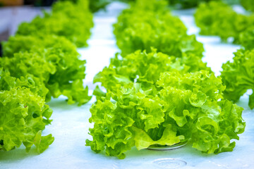 Organic hydroponic vegetable farm in Thailand. The concept of growing healthy vegetables in a controlled system