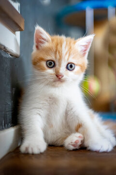 Scottish fold kitten lying on wooden floor. Red Tabby kitten sitting in house. Cute pet look camera.