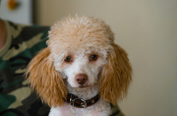 portrait of a cute dog .apricot poodle