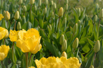 Yellow tulip with fringed petals on a blurred background with buds
