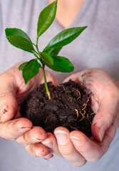 Young green plant on soil in the hands. Ecology and spring garden concept. Nature conservation, forest conservation concept. Earth Day concept