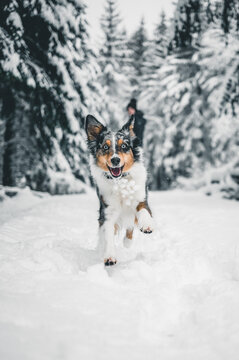 Running Dog 