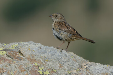 Dunnock (Prunella modularis) on a rock