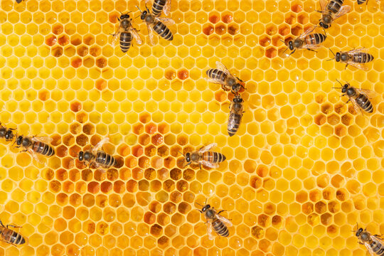 Full frame of worker bees onhoneycomb