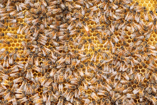 Queen beesurrounded by worker bees