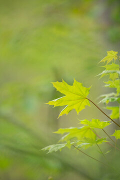 Green Maple Leaves In Spring