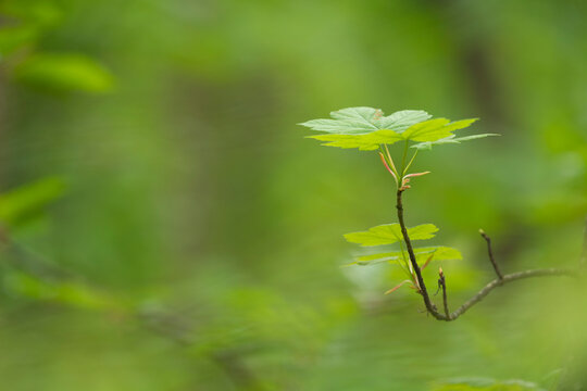 Green maple leaves in spring