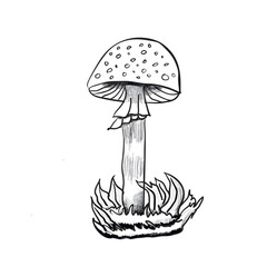 spotted mushroom sketch hand drawn