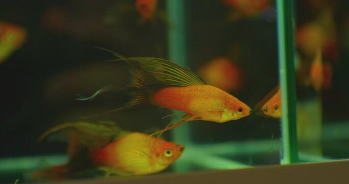 a flock of several exotic fish swims in a glass aquarium.close-up.shallow depth of field.