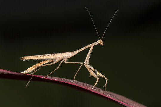 Asian jumping mantis (Statilia maculata)