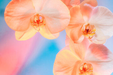 Floral background of tropical orchids. Close up orchids in soft mixed pastel color style. Pink, blue and peach palette. Selective focus, copy space. Color of the 2024 year.