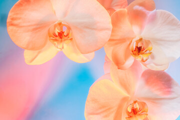 Floral background of tropical orchids. Close up orchids in soft mixed pastel color style. Pink,...