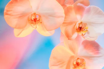 Floral background of tropical orchids. Close up orchids in soft mixed pastel color style. Pink, blue and peach palette. Selective focus, copy space. Color of the 2024 year.