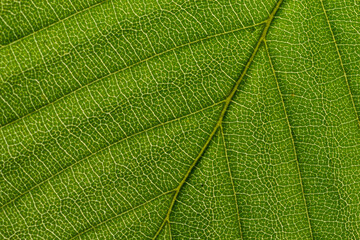 Abstract green leaves texture for background. Natural environment, ecological concept