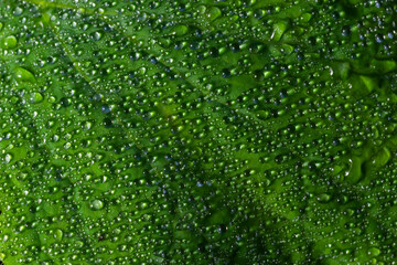 Large beautiful drops of transparent rain water on a green leaf macro. Drops of dew in the morning glow in the sun. Beautiful leaf texture in nature. Natural background