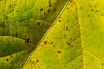 Macro photo of a yellow leaf, colorful autumn foliage. Golden yellow leaf texture close up. Macro photography