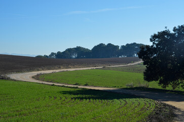 Countryside landscape with a sandy path on a sunny day with a serene blue sky