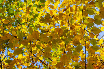 multicolored beech leaves on the branch in autumn against a blue sky in a sunny day
