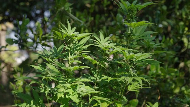 group of cannabis indica growing outdoor plantation 