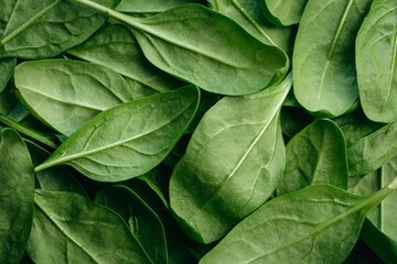 Fototapeta premium Fresh green baby spinach leaves, natural background.