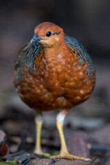 ferruginous partridge (Caloperdix oculeus) The body is orange. The wings are yellow. There are gray spots on the legs. There are two spikes on each side found in Kaeng Krachan forest.